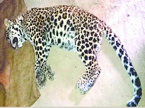 Bageshwar dead leopard.